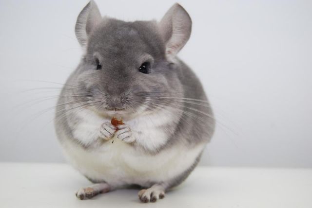 Chinchilla Afro Violett - Nagetiere Allgemein - Schwabach