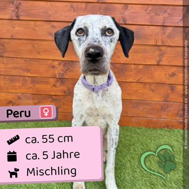 Peru (w), 5 Jahre, 55 cm, Slowakei - Hunde - Nova Bana