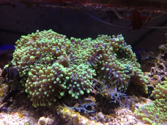 Korallenableger LPS, SPS und Weichkorallen - Aquarien und Zubehoer - Baunatal