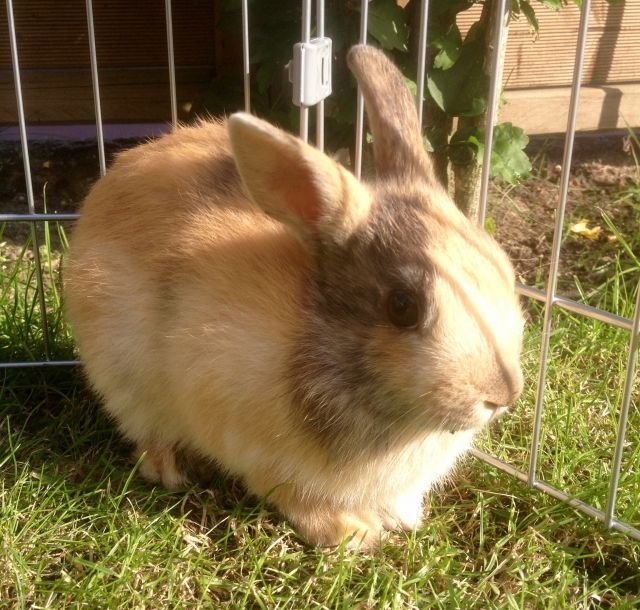 Zwergkaninchen - Hasen Kaninchen - Kerken