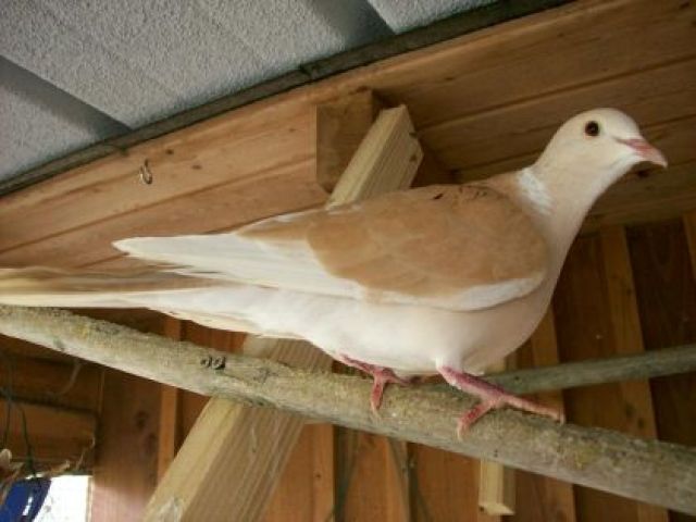 Geflügel Zwergseiden Küken div Farben in Kürze an Abholer - Voegel - Neckarbischofsheim