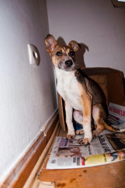 Lilly sucht ein Zuhause  - Hunde - Silz