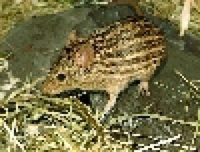 Junge afrik. Vielstreifengrasmäuse abzugeben! - Maeuse - Ibbenbüren