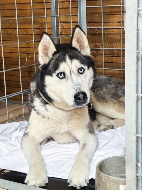 Yátashki - freundlich, aktiv - Hunde - Nova Bana