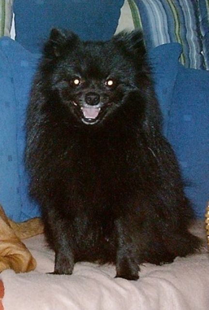 Süßer Kleinspitzmann sucht... - Hunde - Berlin