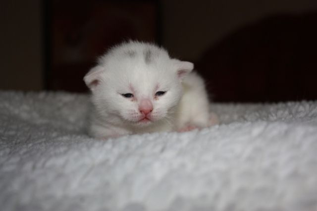 Aqua Cats Maine Coon Katzen Hobbyzucht Germany