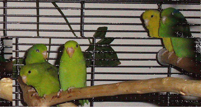 Blaugenicksperlingspapageien - Voegel - Oberursel