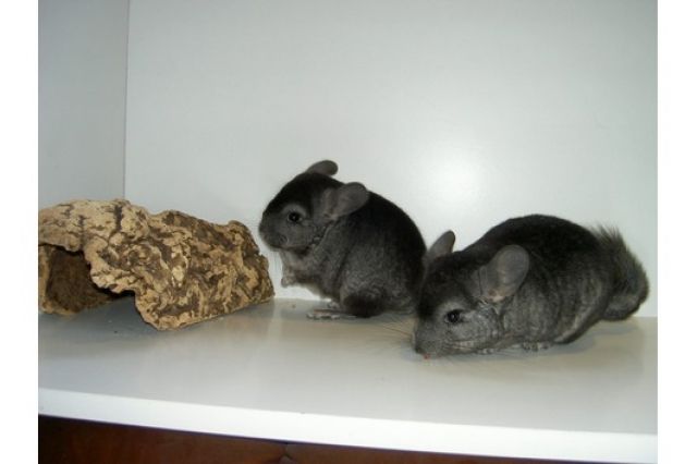 Chinchillas aus Hobbyzucht - Nagetiere Allgemein - Hildesheim