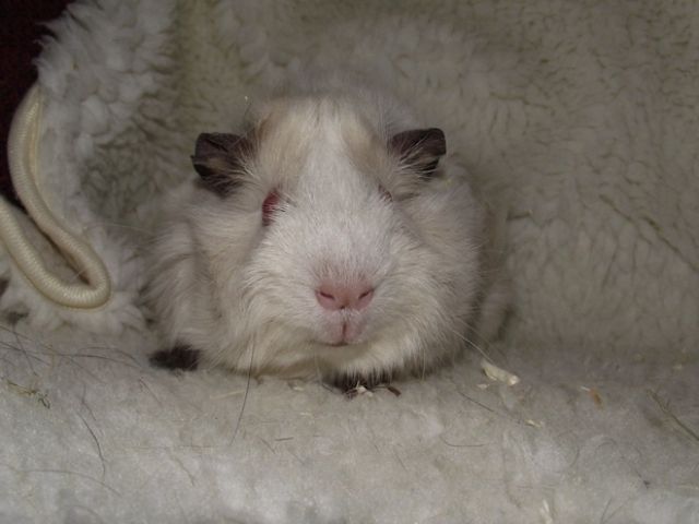 Süße Not Meerschweinchen suchen ein neues Zuhause - Meerschweinchen - krefeld