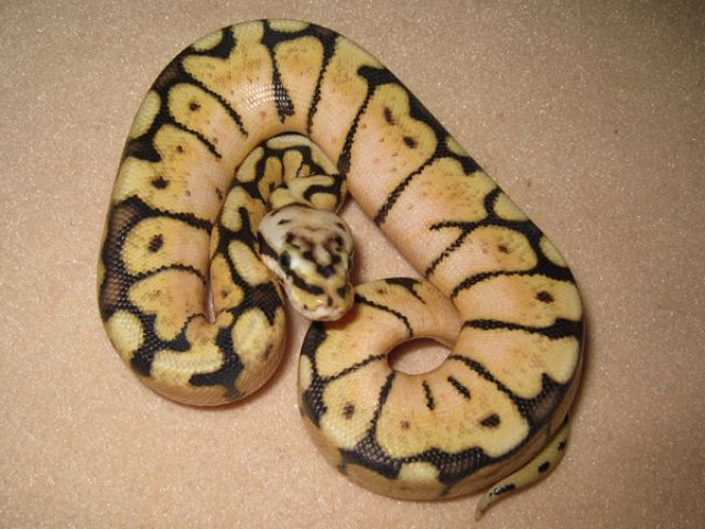 Königspython / Python Regius, Bumblebee, Pastel und Wildfarbene Nachzuchten 201 - Reptilien - Nürnberg
