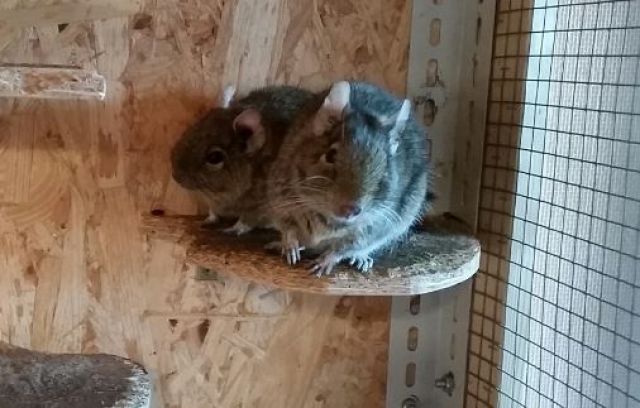 Zwei männliche Degus zu verschenken - Nagetiere Allgemein - Großbottwar