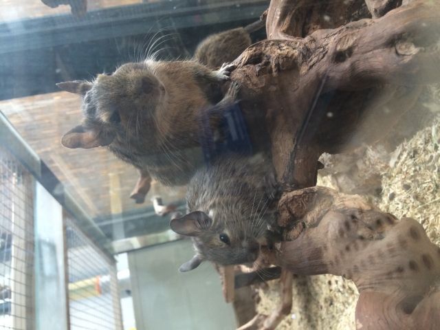 5 süße degu Babys Ende Juli abzugeben - Nagetiere Allgemein - Neuried