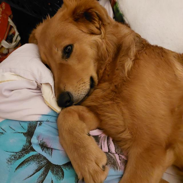 Hund sucht Familie  - Mischlinge - Essen