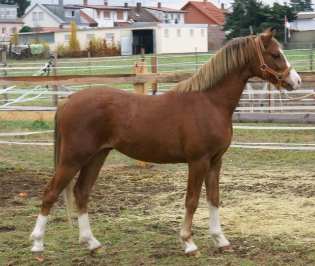 TOP 2-jähriger Wallach Sektion B zu verkaufen - Pferde - Waghäusel