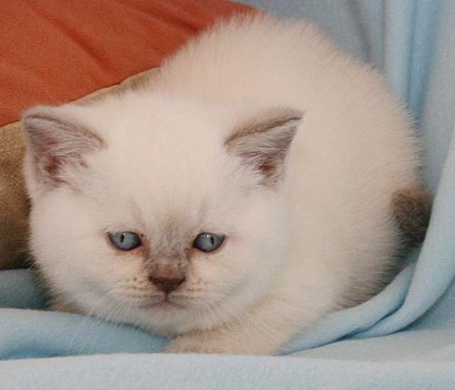 Britisch-Kurzhaar Mädchen in lilac-point sucht Partner fürs Leben  - Katzen - Duisburg