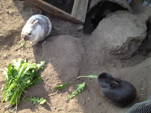 Zwergkaninchen - Hasen Kaninchen - Duisburg