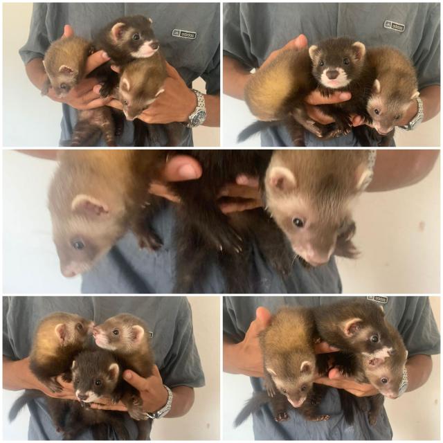 Junge Frettchen in liebevolle Hände abzugeben - Frettchen - Witten