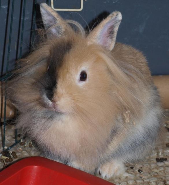 Ein Löwenkopf-Kaninchen  männlich  abzugeben - Hasen Kaninchen - Günzburg