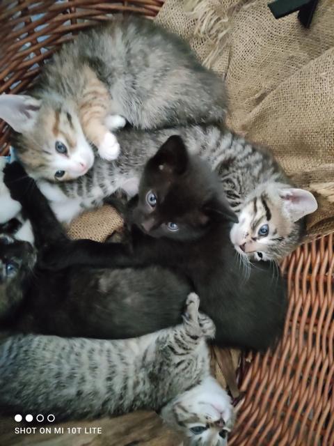 Kitten suchen neues Zuhause! - Katzen - Bremervörde