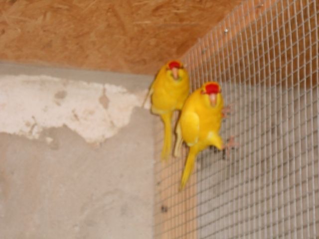 Ziegensittiche zu verkaufen - Voegel - Ahrensberg