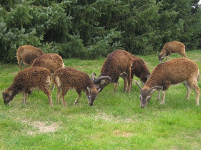Verkaufe Saoy Schafe - Nutztiere - Wermsdorf