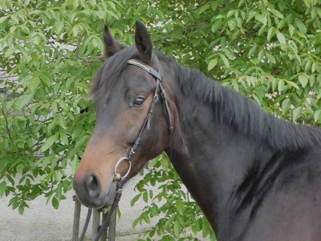 Individueller Reitunterricht in Privatstall - Pferde - Massenhausen