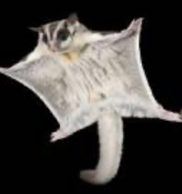 Sugar Glider Pärchen Käfig Zubehör  - Sonstiges - Birkenwerder 