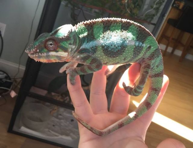  Männliche und weibliche Chamäleons zu verkaufen - Reptilien - Hamburg