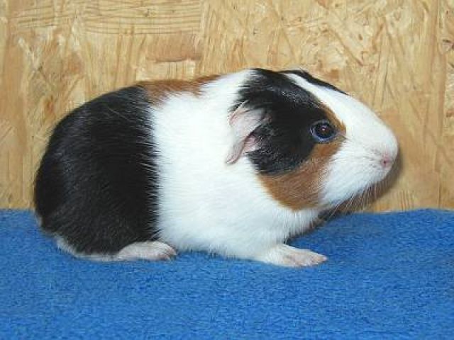 Cuys oder Cuy  Riesenmeerschweinchen  abzugeben - Meerschweinchen - Geyer