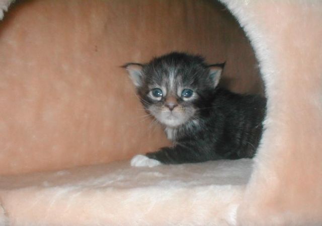 Maine-Coon Katzenkinder - Katzen - Gelsenkirchen