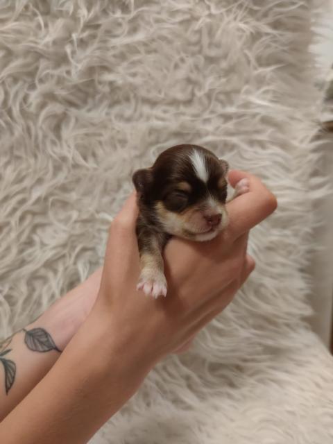 Langhaar Chihuahua Schoko  - Hunde - Wittislingen