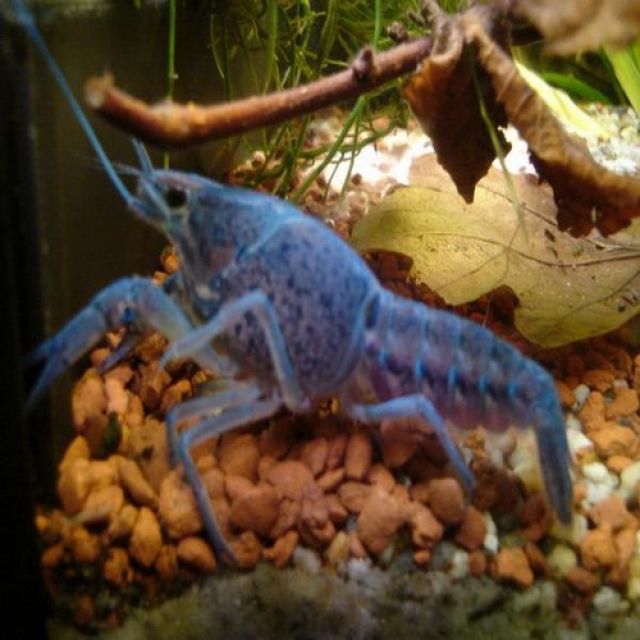 Blaue Floridakrebse 3-6 cm je nur 2,00 EURO - Fische - Lippstadt