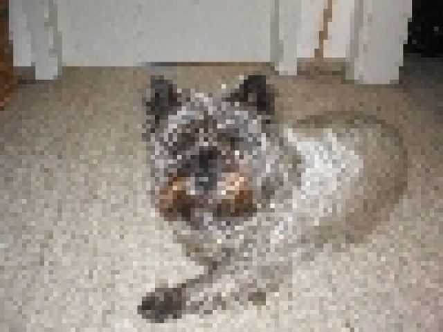 VERMISST - Entlaufen Zugelaufen - Hof