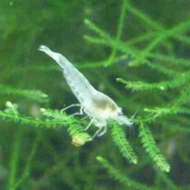 Wunderschöne White Pearl Garnelen aus eigener Nachzucht - Aquarien und Zubehoer - Hellenthal / Ramscheid