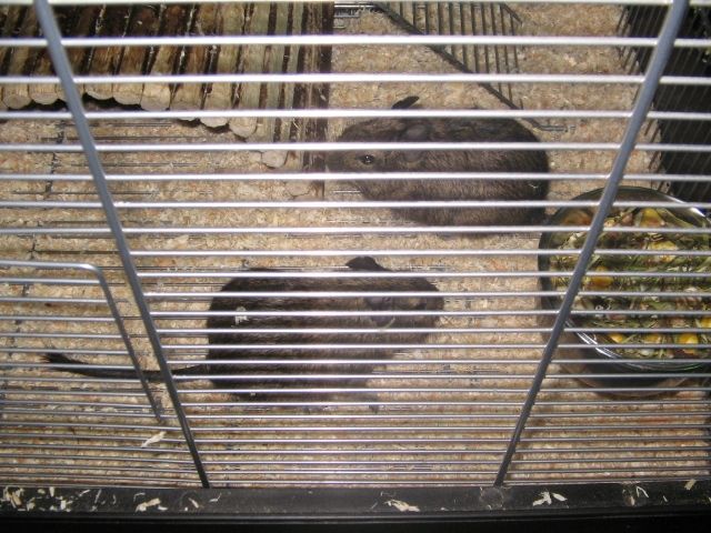 2 männliche Degus mit Käfig abzugeben - Sonst Nagetiere - Wuppertal
