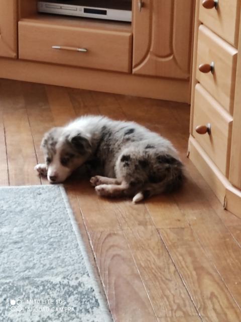 Bordercollie Welpen langhaarig mit Papieren, Ahnentafeln  - Hunde - Idar Oberstein 