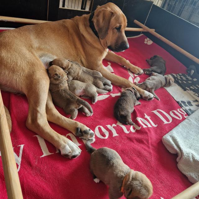 Broholmer Welpen - Hunde - Rüderdorf