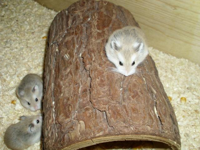 Holztunnel für Hamster und Zwerghamster, ca. 20 cm lang - Zubehoer für Haustiere - Moringen