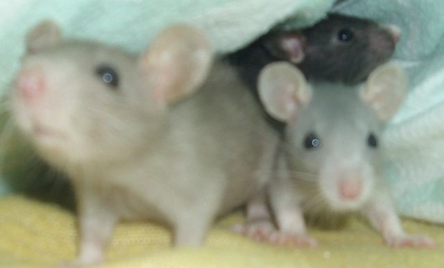 Babyratten zum verkauf - Ratten - Stuttgart
