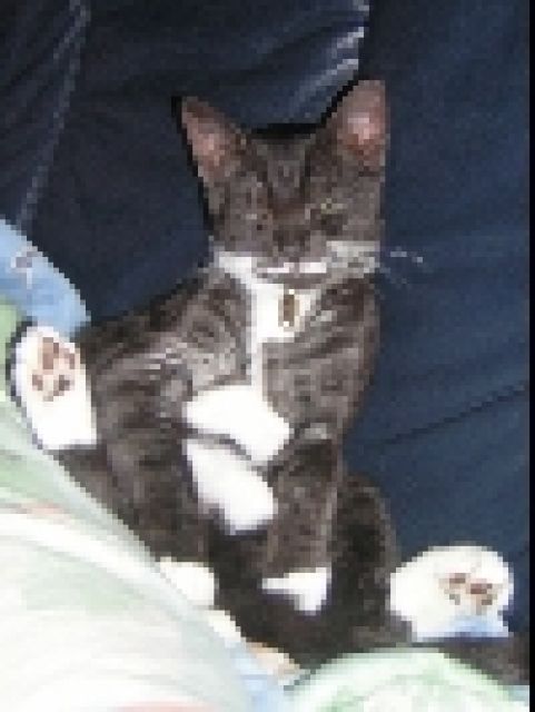 Kater LUCKY vermisst - Entlaufen Zugelaufen - TROISDORF