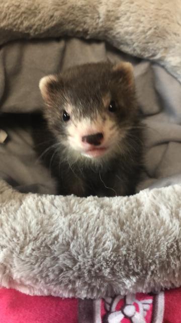 Langhaar frettchenwelpen  - Frettchen - Ronshausen 