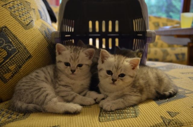 Wunderschöne BKH Kätzchen zu verkaufen  - Katzen - Erding