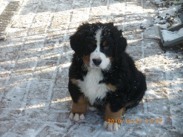 Quirlige Berner Sennen Welpen, 10 Wo - Hunde - Berlstedt