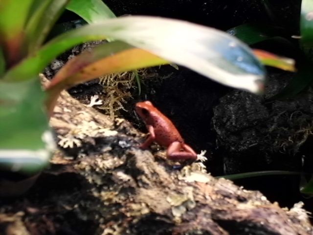 Pfeilgiftfrösche, Erdbeerfrösche, Pumilio, Auratus  - Reptilien - Emsdetten