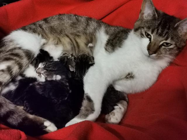 Katzenbabys Kitten - Katzen - Drochtersen