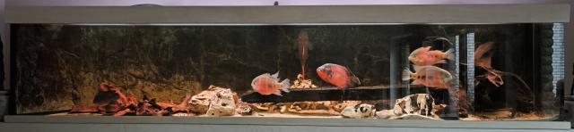 Aquarium 1080 Liter, 3000*60*60 mit Besatz und Ausstattung - Aquarien und Zubehoer - Gronau