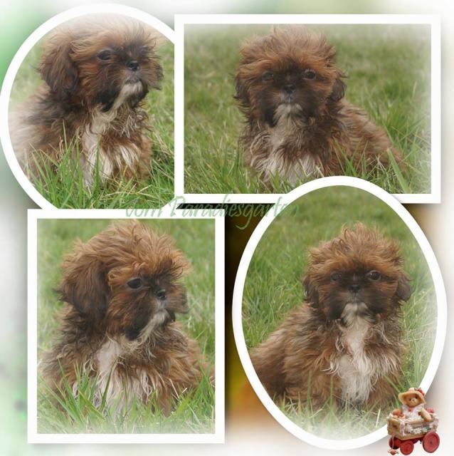 Shih Tzu Rüden Bande suchen nette Hundeeltern - Hunde - Gießen