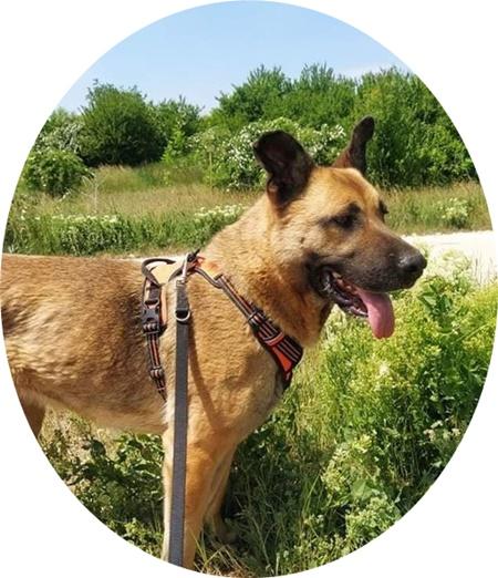 LOLA - 65 cm -  TOLLE HÜNDIN SUCHT ZUHAUSE! (aus dem Tierschutz) - Hunde - Neuss