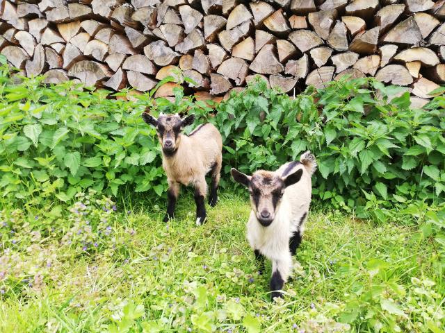 Zwergziegen Böckchen - Nutztiere - Großdubrau