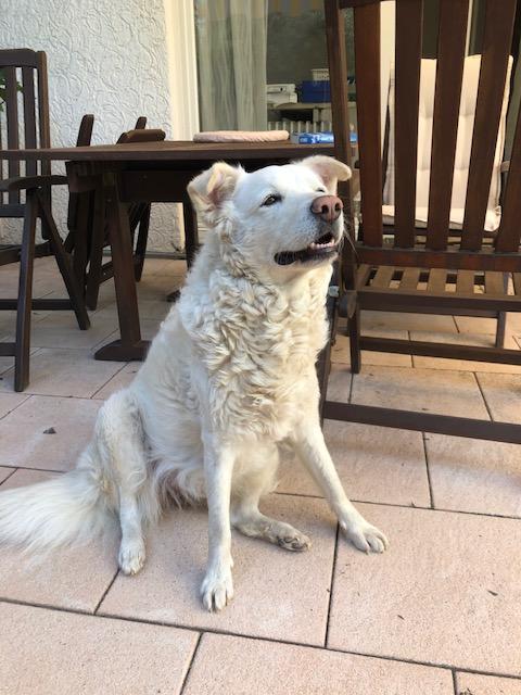 Schöne Herdenschutzhündin - Hunde - Egelsbach